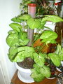 arrowhead vine